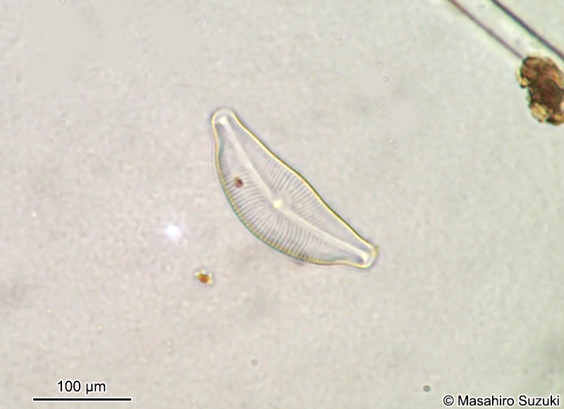 クチビルケイソウ Cymbella