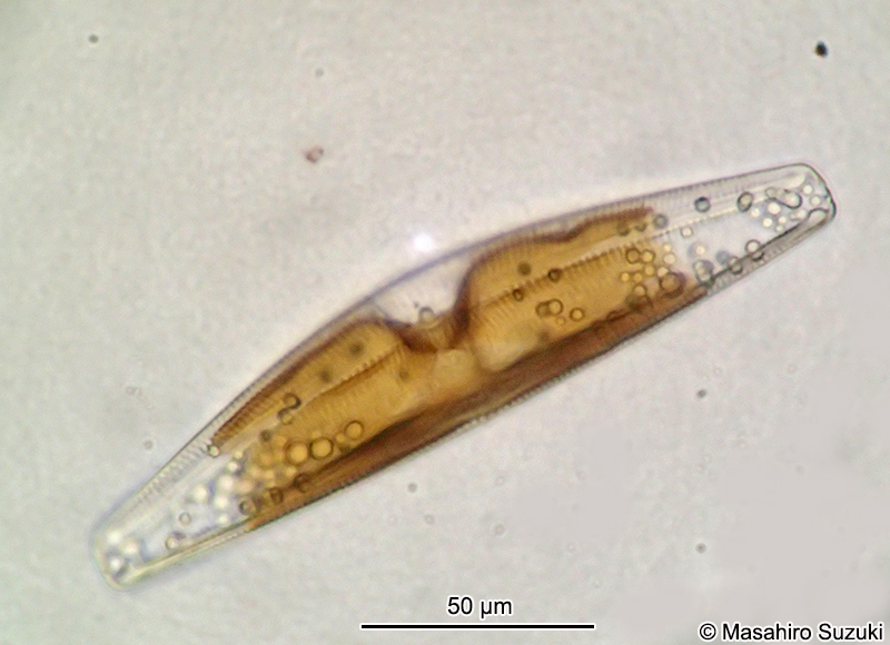 クチビルケイソウ Cymbella
