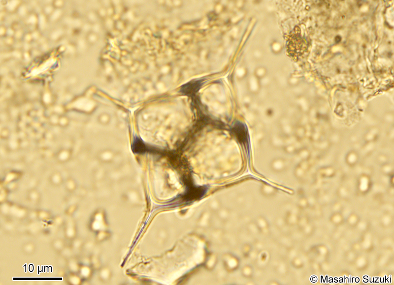 ヒシシリカヒゲムシ Dictyocha fibula