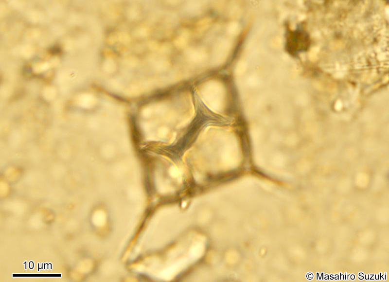 ヒシシリカヒゲムシ Dictyocha fibula