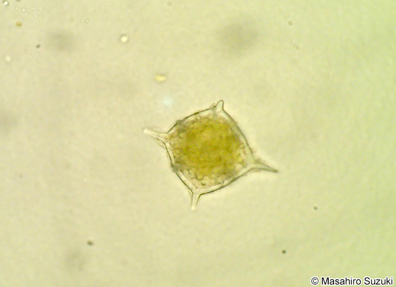 ヒシシリカヒゲムシ Dictyocha fibula