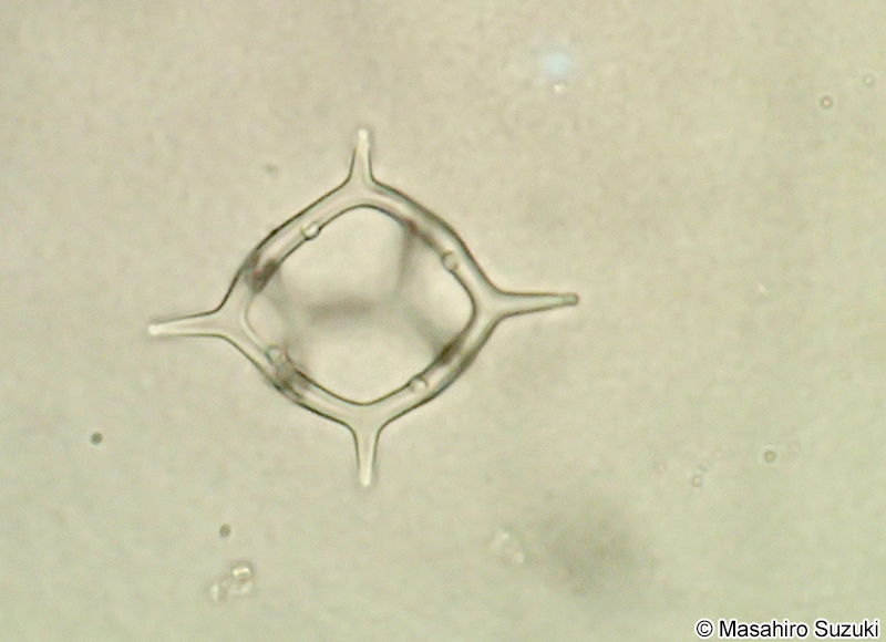 ヒシシリカヒゲムシ Dictyocha fibula