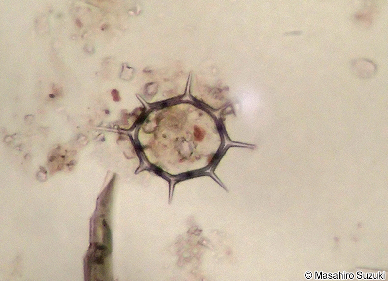 シリカヒゲムシ Dictyocha speculum