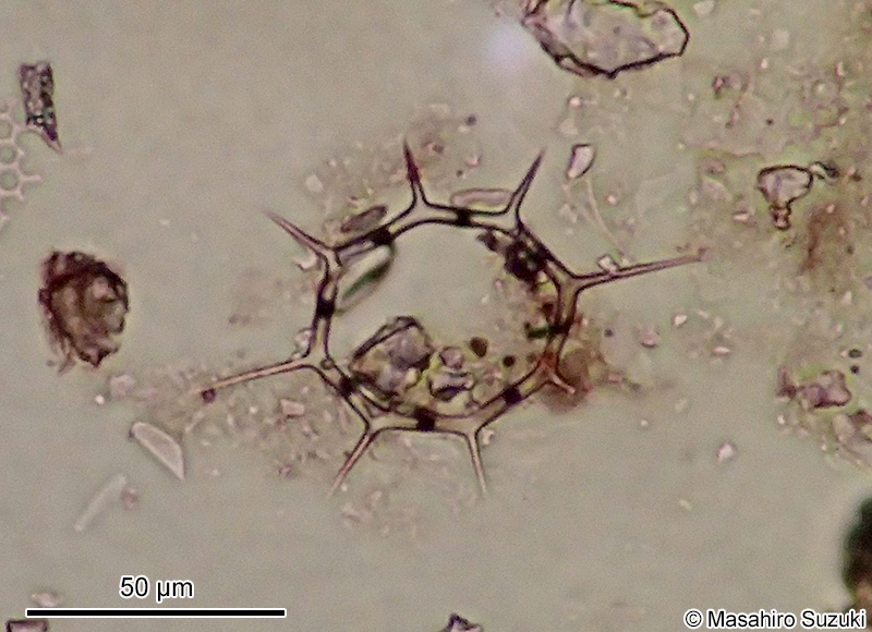 シリカヒゲムシ Dictyocha speculum