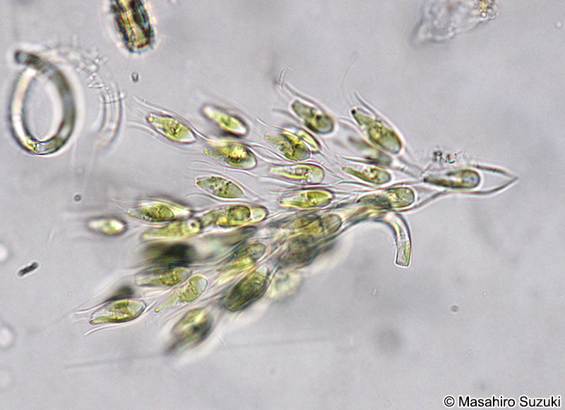 サヤツナギ Dinobryon sertularia