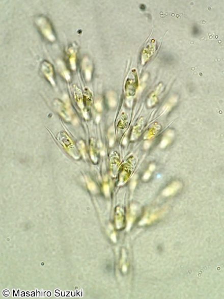 サヤツナギ Dinobryon sertularia