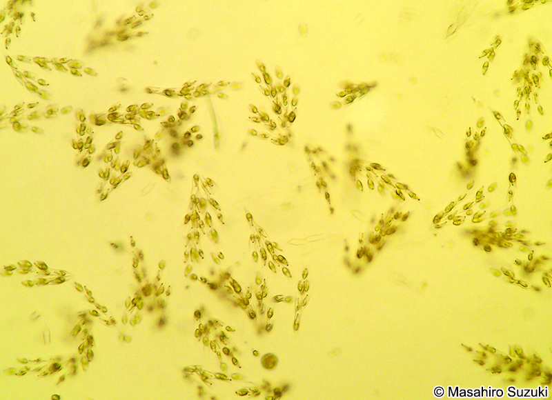 サヤツナギ Dinobryon sertularia