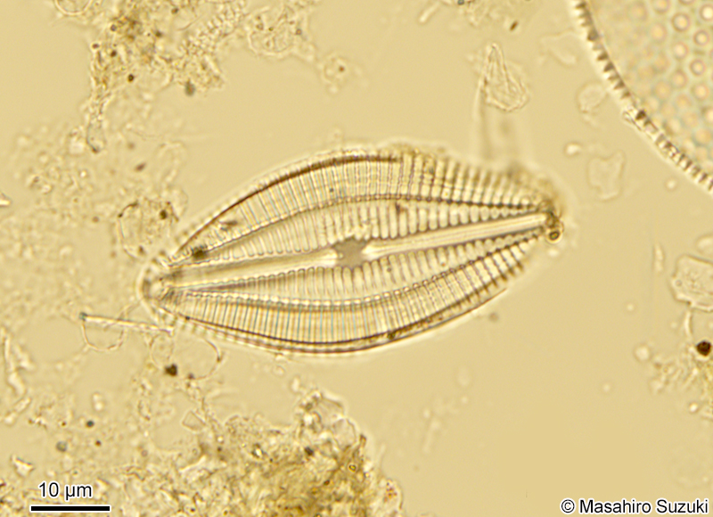 Diploneis smithii