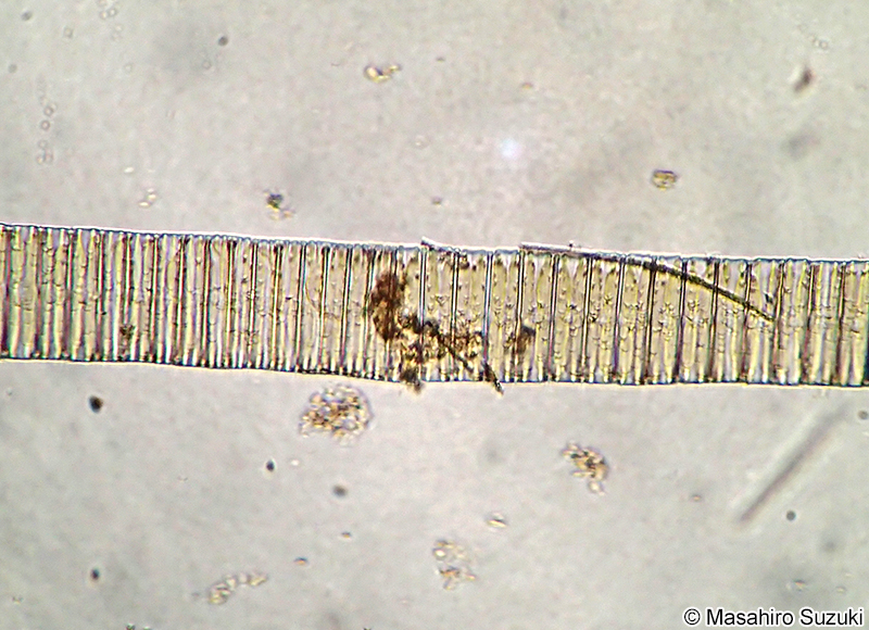 オビケイソウ Fragilaria