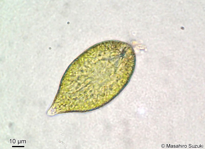 Gonyostomum sp.
