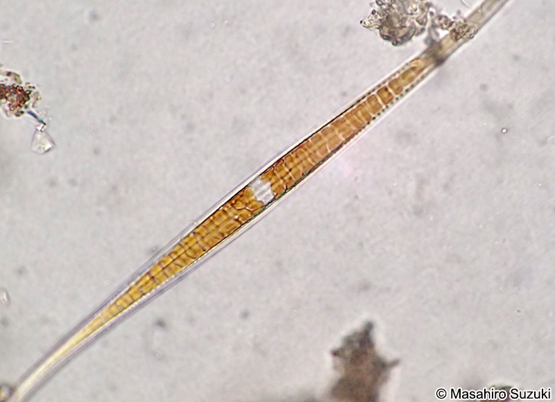 エスジケイソウ Gyrosigma