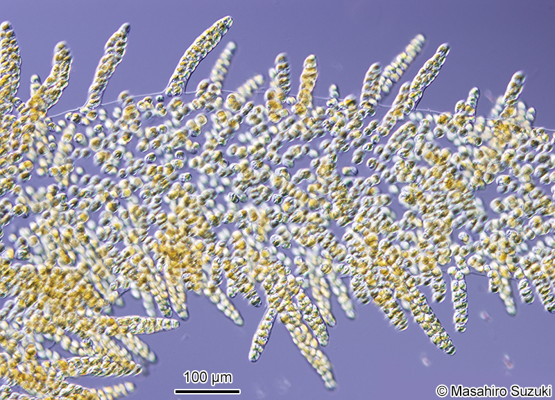 ミズオ Hydrurus foetidus