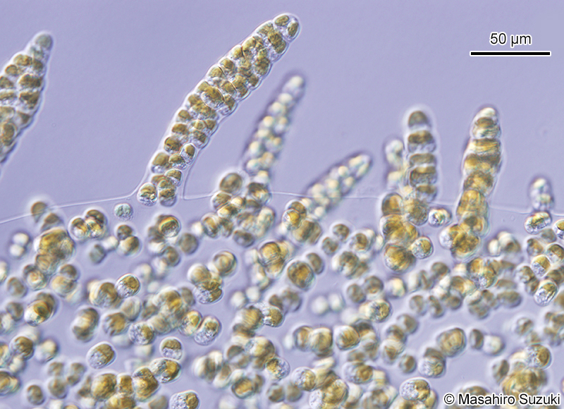 ミズオ Hydrurus foetidus