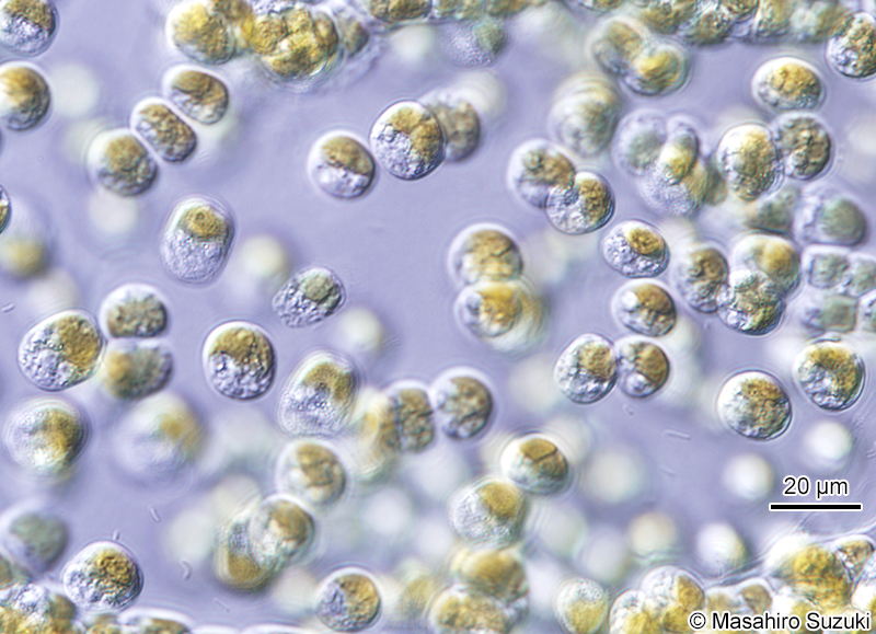 ミズオ Hydrurus foetidus