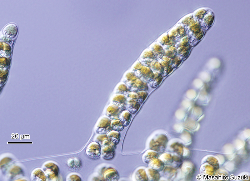 ミズオ Hydrurus foetidus