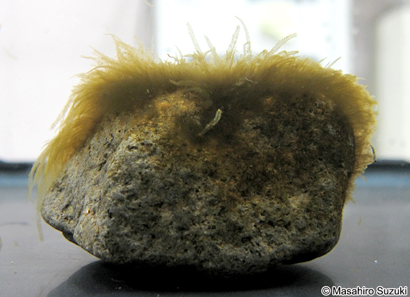 ミズオ Hydrurus foetidus