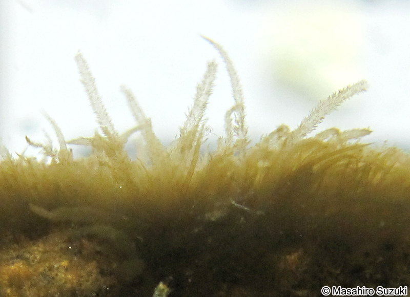 ミズオ Hydrurus foetidus