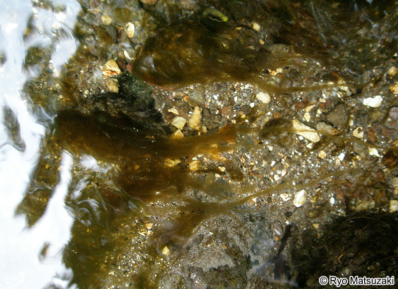 ミズオ Hydrurus foetidus