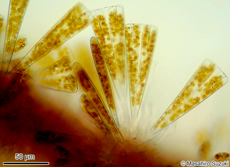 オウギケイソウ Licmophora