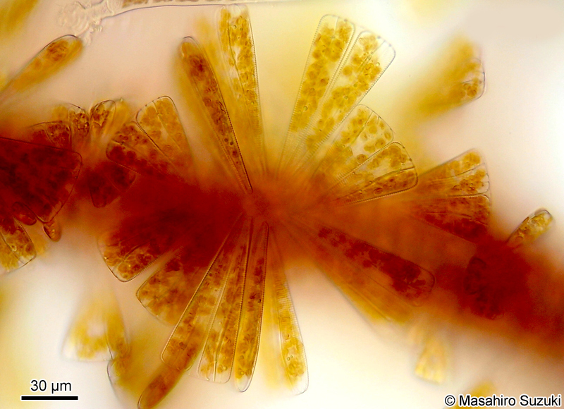 オウギケイソウ Licmophora