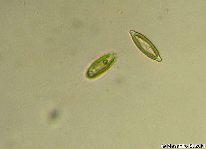 Mallomonas intermedia