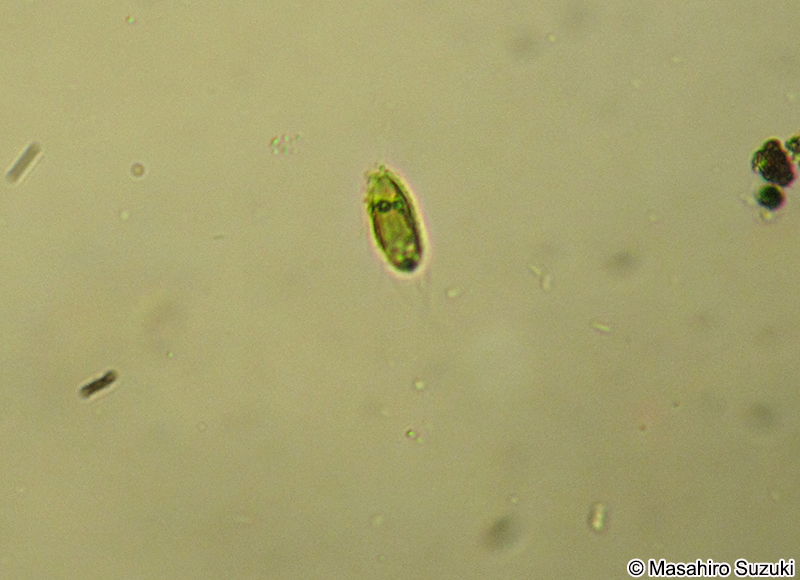 Mallomonas intermedia