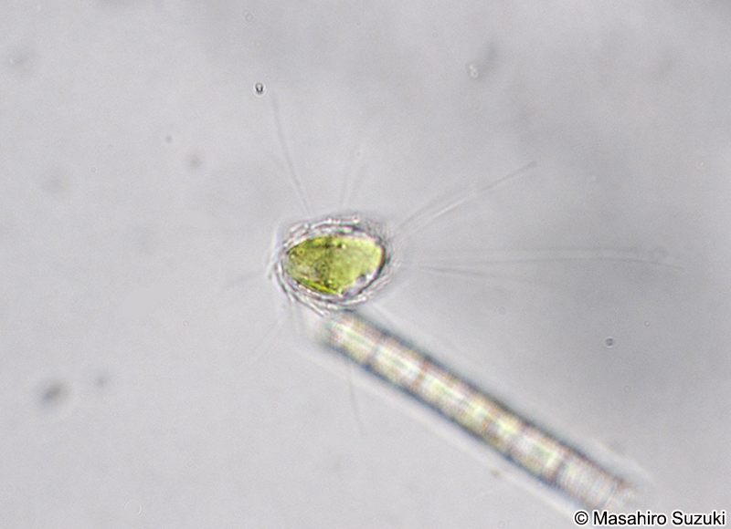 Mallomonas papillosa