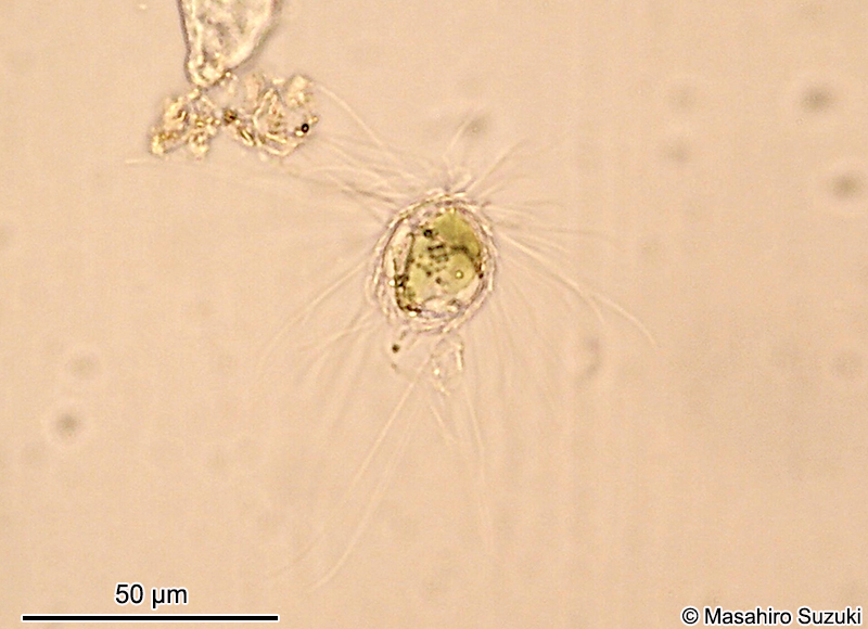 Mallomonas papillosa