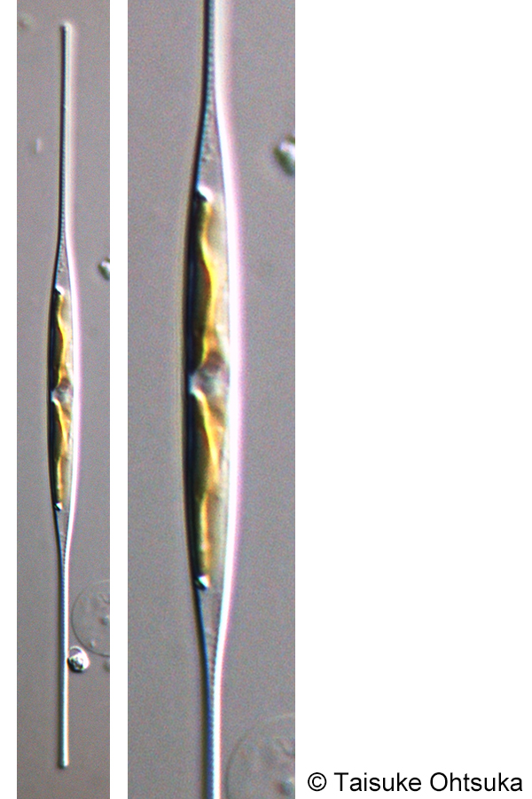 Nitzschia draveillensis