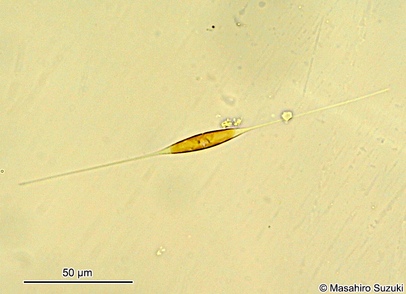 ハリササノハケイソウ Nitzchia longissima