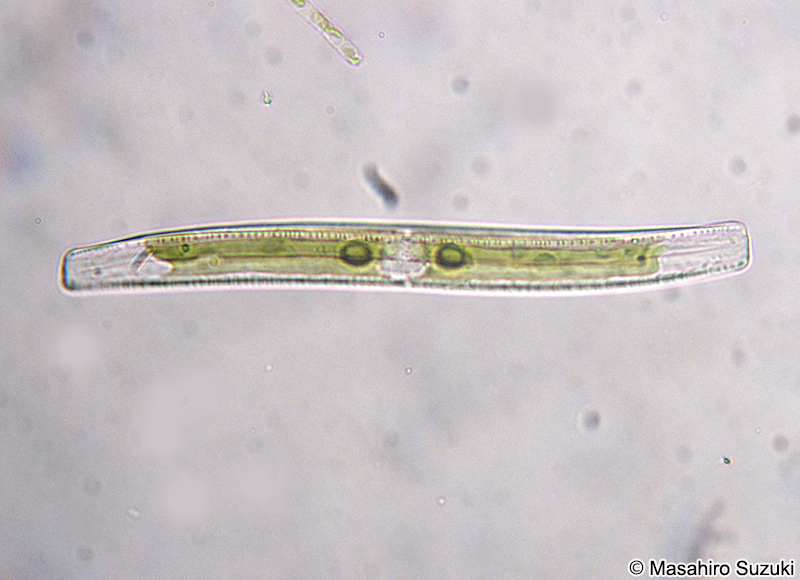 ササノハケイソウ Nitzchia