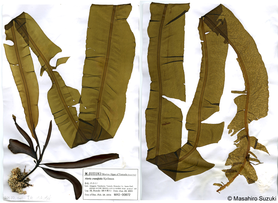 チガイソ Alaria crassifolia