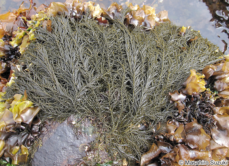 マツモ Analipus japonicus