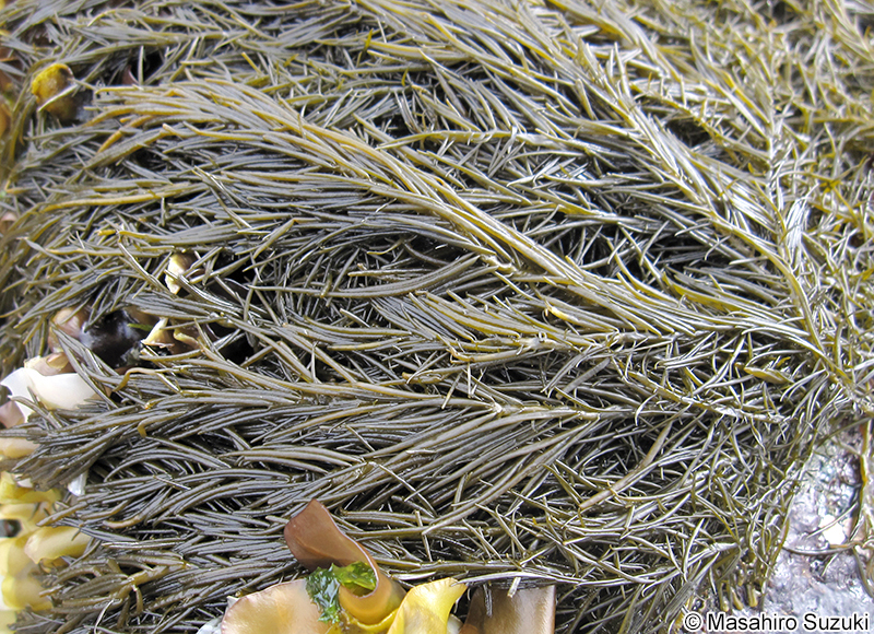 マツモ Analipus japonicus