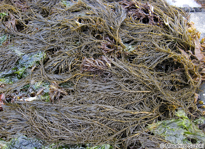 マツモ Analipus japonicus