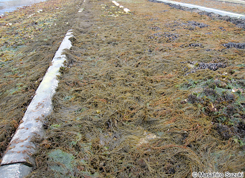 マツモ Analipus japonicus