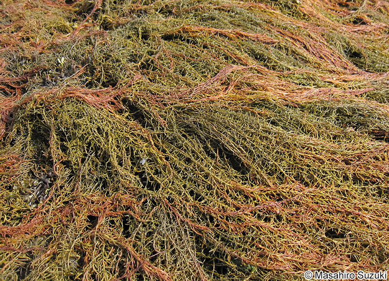 マツモ Analipus japonicus