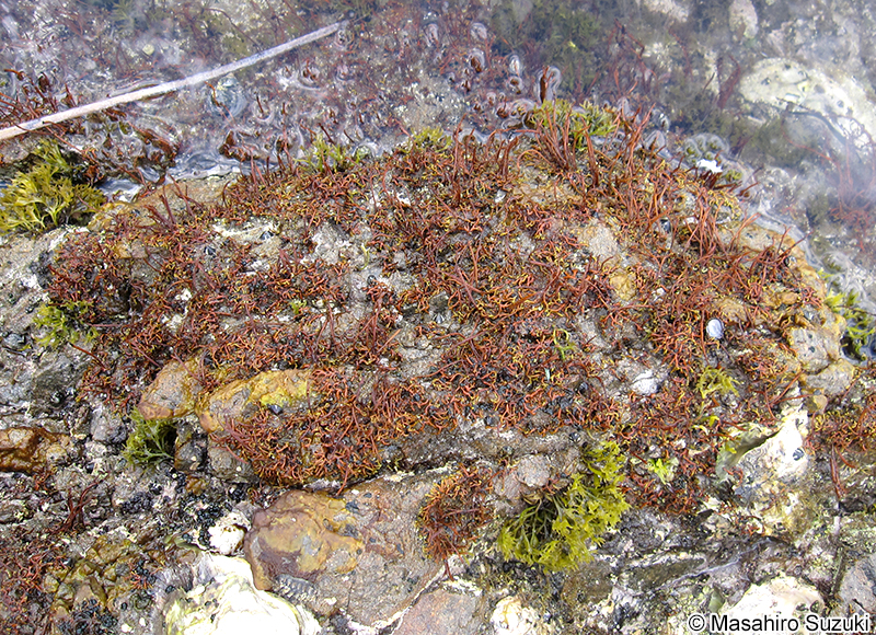 マツモ Analipus japonicus