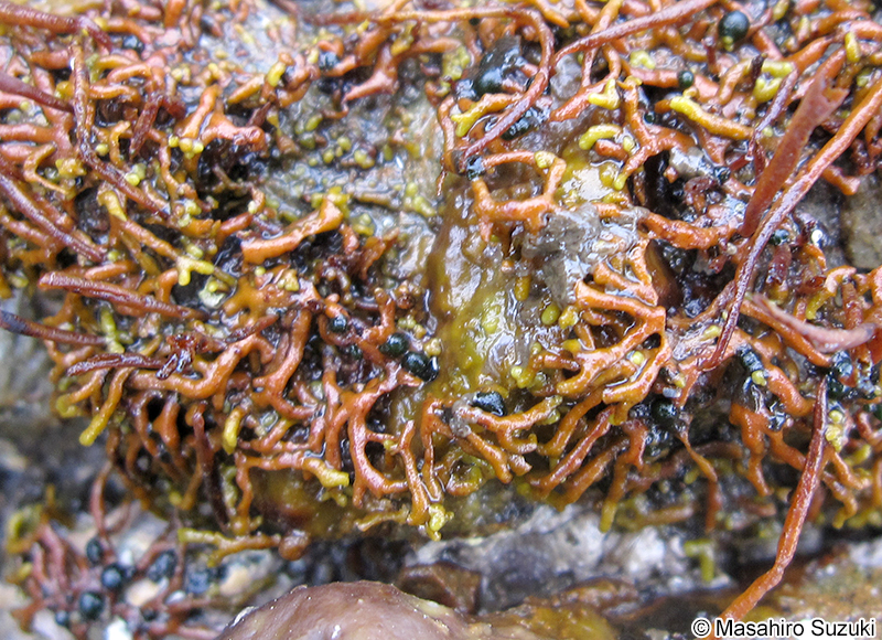 マツモ Analipus japonicus