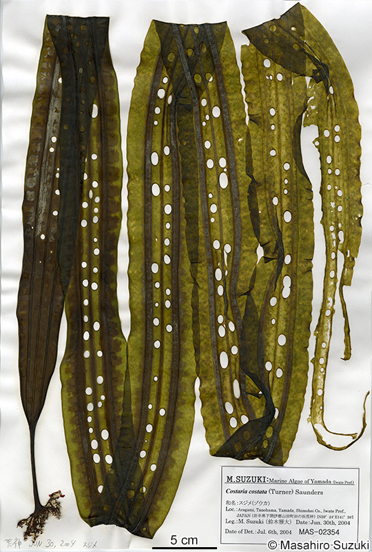 スジメ Costaria costata