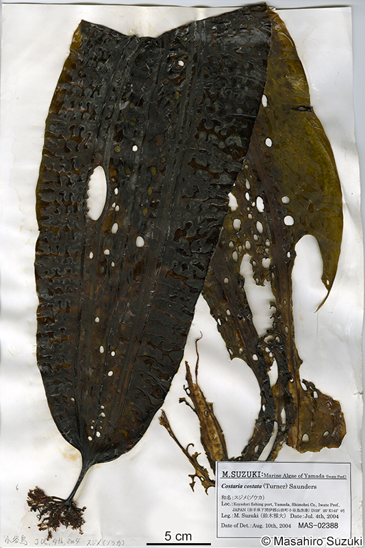 スジメ Costaria costata