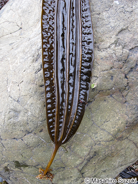 スジメ Costaria costata