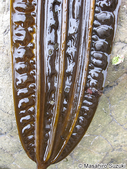 スジメ Costaria costata