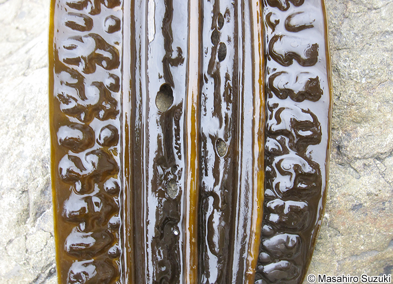 スジメ Costaria costata