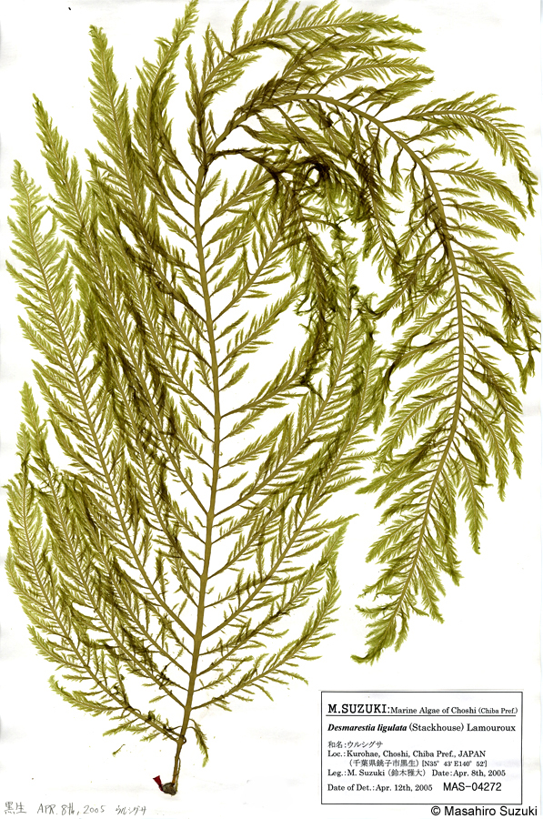 ウルシグサ Desmarestia japonica