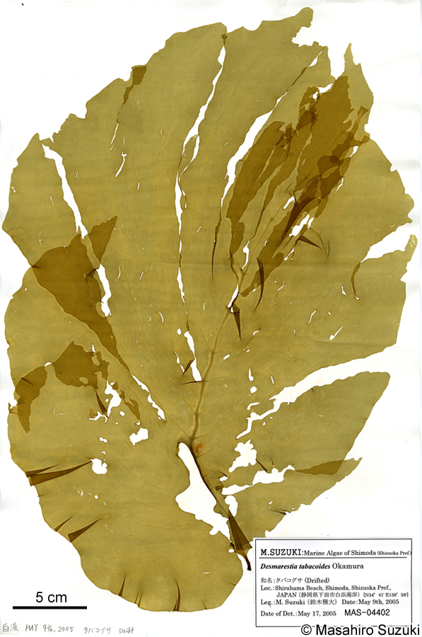 タバコグサ Desmarestia dudresnayi subsp. tabacoides