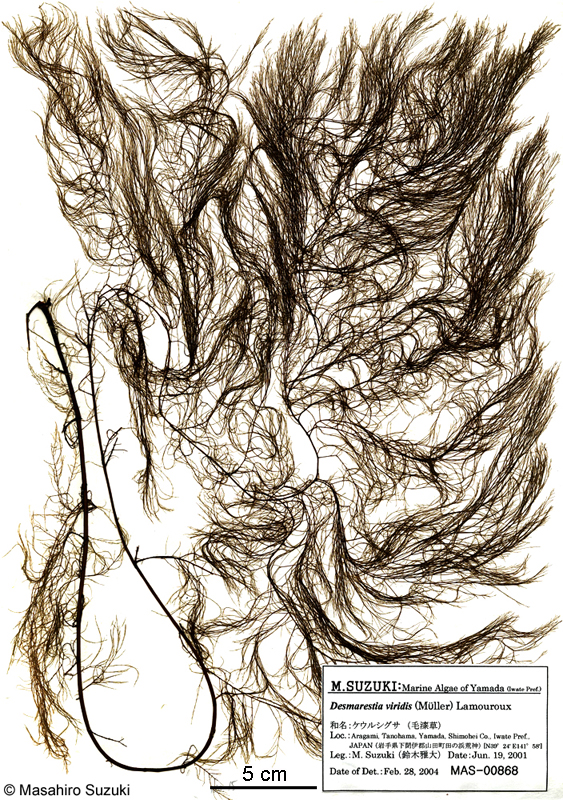 ケウルシグサ Desmarestia viridis