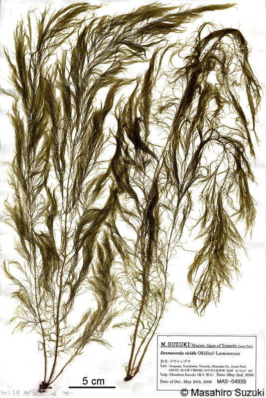 ケウルシグサ Desmarestia viridis