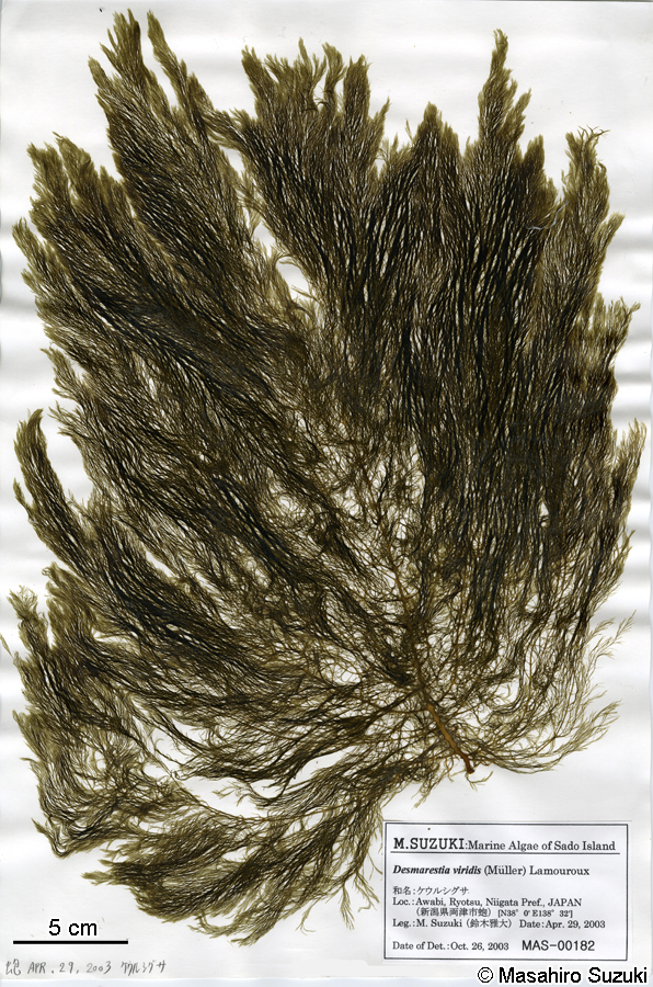 ケウルシグサ Desmarestia viridis