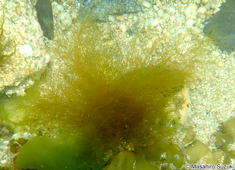 ケウルシグサ Desmarestia viridis